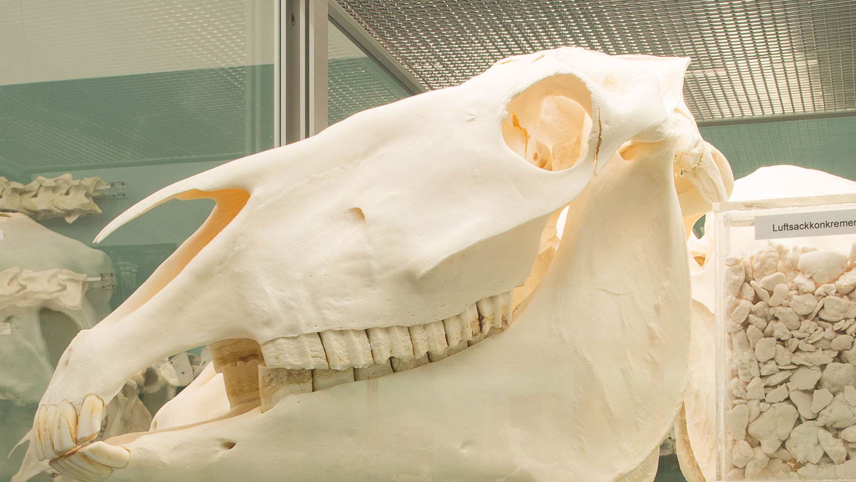 Veterinäranatomische Sammlung